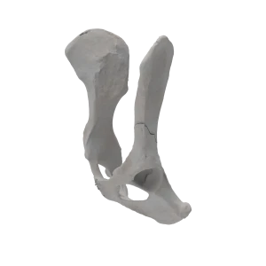 Pelvis - Canine - Ilial Body Fracture
