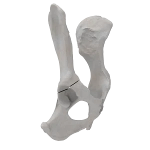 Pelvis - Canine - Acetabular Fracture II