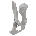 Pelvis - Canine - Multiple Fracture I