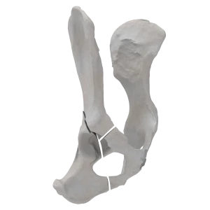 Pelvis - Canine - Multiple Fracture I