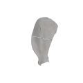 Scapula 05 2