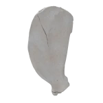 Scapula - Canine - Tuberosity Fracture I