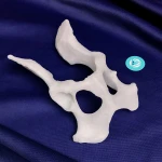 Pelvis - Canine