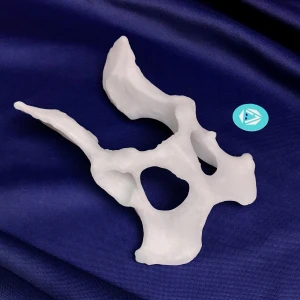Pelvis - Canine