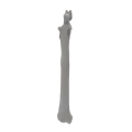 renderowanie kosci.400
