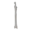 renderowanie kosci.399