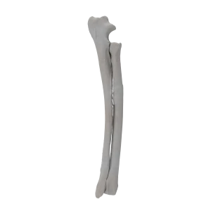 Radius and Ulna - Canine
