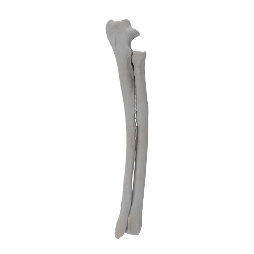 renderowanie kosci.397