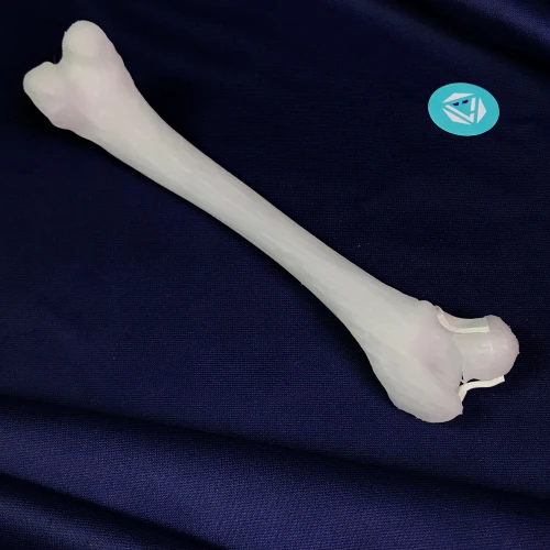 Femur 08 2