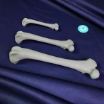 Basic Set of Models for Plates Contouring - Canine Left and Right Femur
