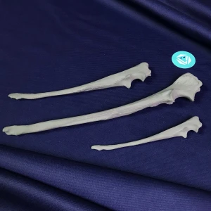 Basic Set of Models for Plates Contouring - Canine Left and Right Ulna