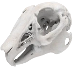 Rabbit - Skull