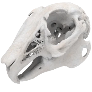Rabbit - Skull