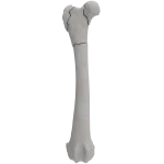 Femur - Canine - Fracture II 31-B3 acc. to AOVet
