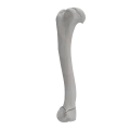renderowanie kosci.394