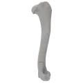 renderowanie kosci.393