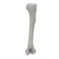 renderowanie kosci.384