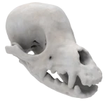Yorkshire Terrier - Skull