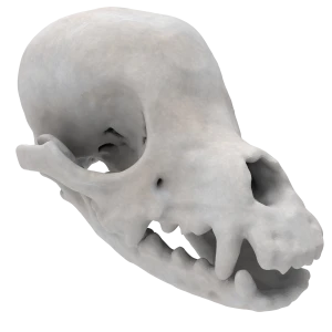 Yorkshire Terrier - Skull