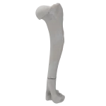Humerus - Canine - Fracture II 12-A3 acc. to AOVet