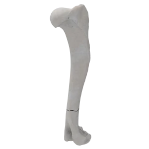Humerus - Canine - Fracture II 12-A3 acc. to AOVet