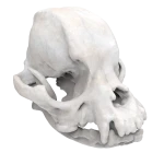 Pekingeese - Skull