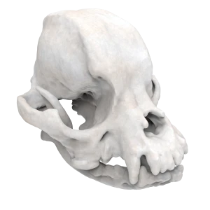 Pekingeese - Skull