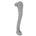 renderowanie kosci.258