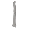 renderowanie kosci.288