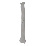 Radius - Canine - Fracture II 22-A1 acc. to AOVet