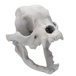 French Bulldog - Skull