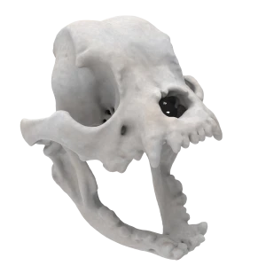 French Bulldog - Skull