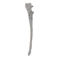 renderowanie kosci.292