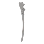 Ulna - Canine - Fracture I 21-C acc. to AOVet