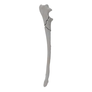 Ulna - Canine - Fracture I 21-C acc. to AOVet