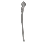 Ulna - Canine - Fracture II 22-A2 acc. to AOVet