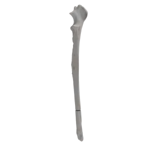 Ulna - Canine - Fracture II 22-A2 acc. to AOVet