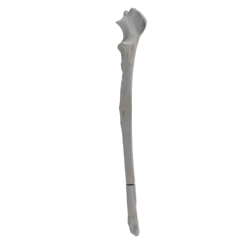 renderowanie kosci.297