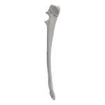Ulna - Canine - Fracture II 21-A1 acc. to AOVet