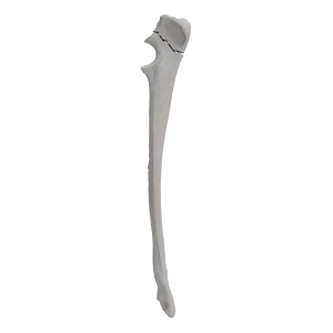 Ulna - Canine - Fracture II 21-A1 acc. to AOVet