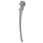 Ulna - Canine - Fracture II 21-C acc. to AOVet