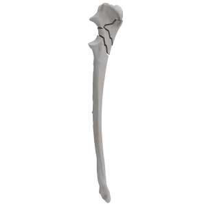 Ulna - Canine - Fracture II 21-C acc. to AOVet