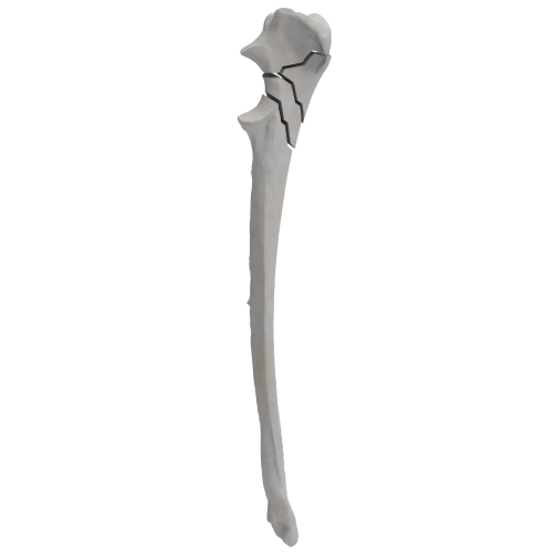 renderowanie kosci.311