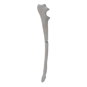 Ulna - Canine - Fracture 22-B1 acc. to AOVet