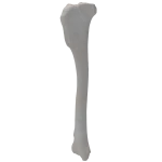 Tibia - Canine