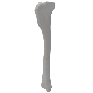 Tibia - Canine