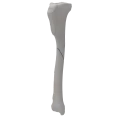 renderowanie kosci.342