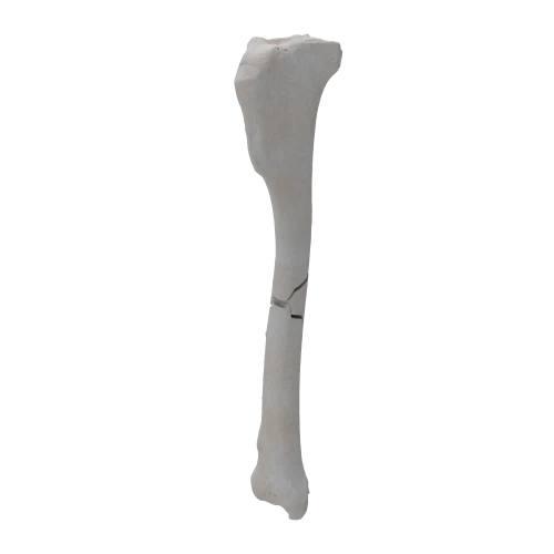 renderowanie kosci.352
