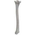 renderowanie kosci.358