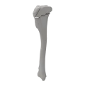 renderowanie kosci.361